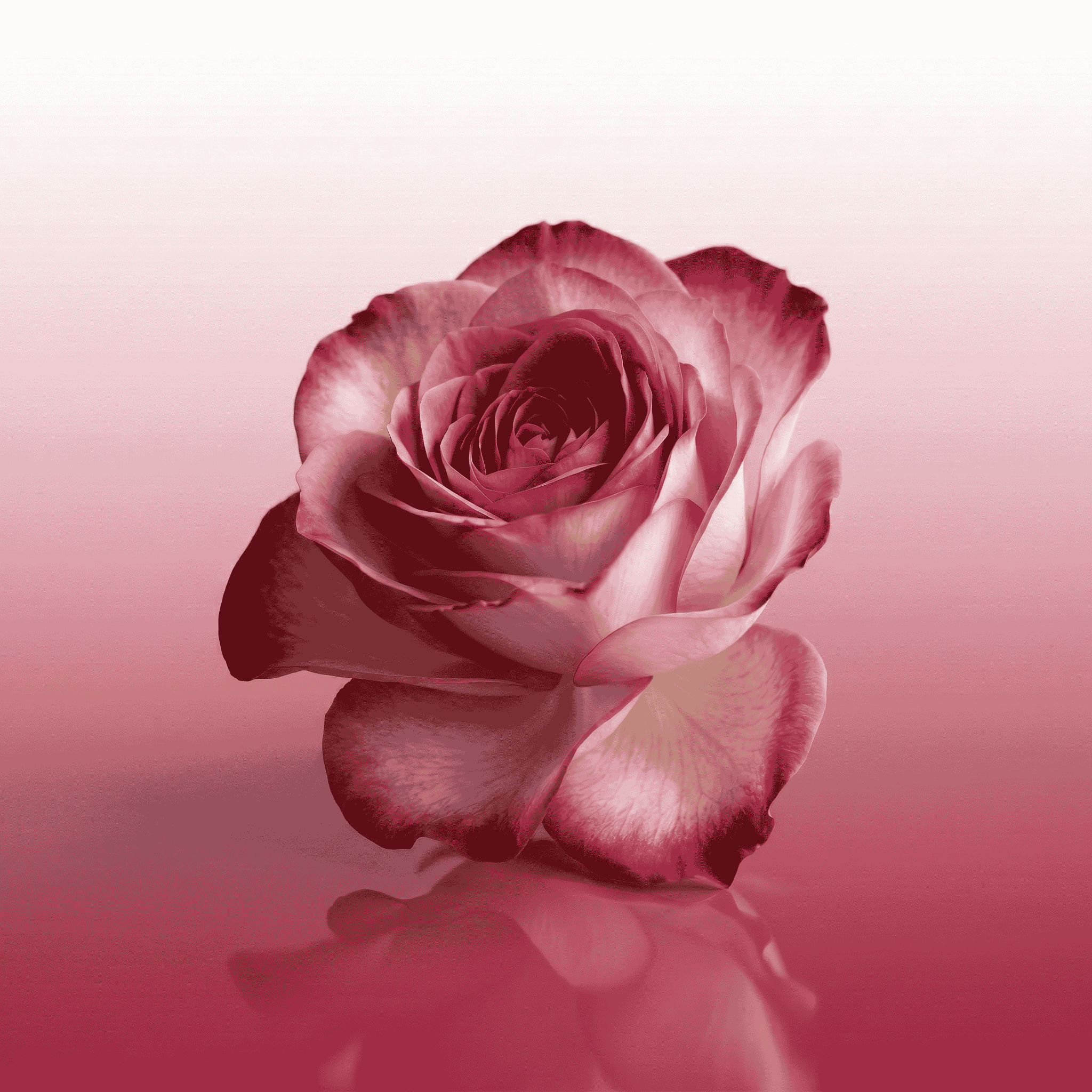 Floral Perfume Scent