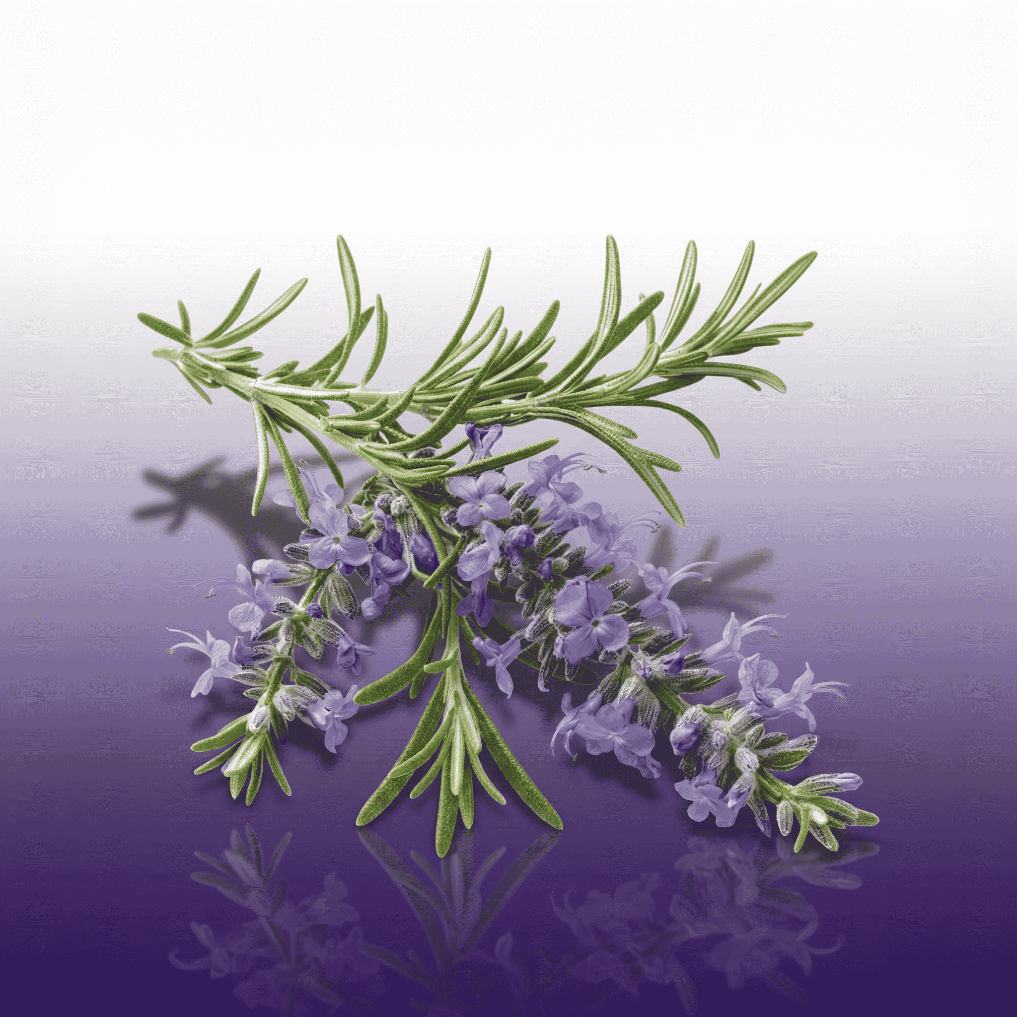 Fougère Perfume Scent